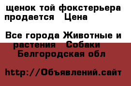 щенок той-фокстерьера продается › Цена ­ 25 000 - Все города Животные и растения » Собаки   . Белгородская обл.